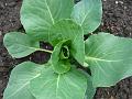 2010-0608-1400_Spring_Cabbage_17,7C